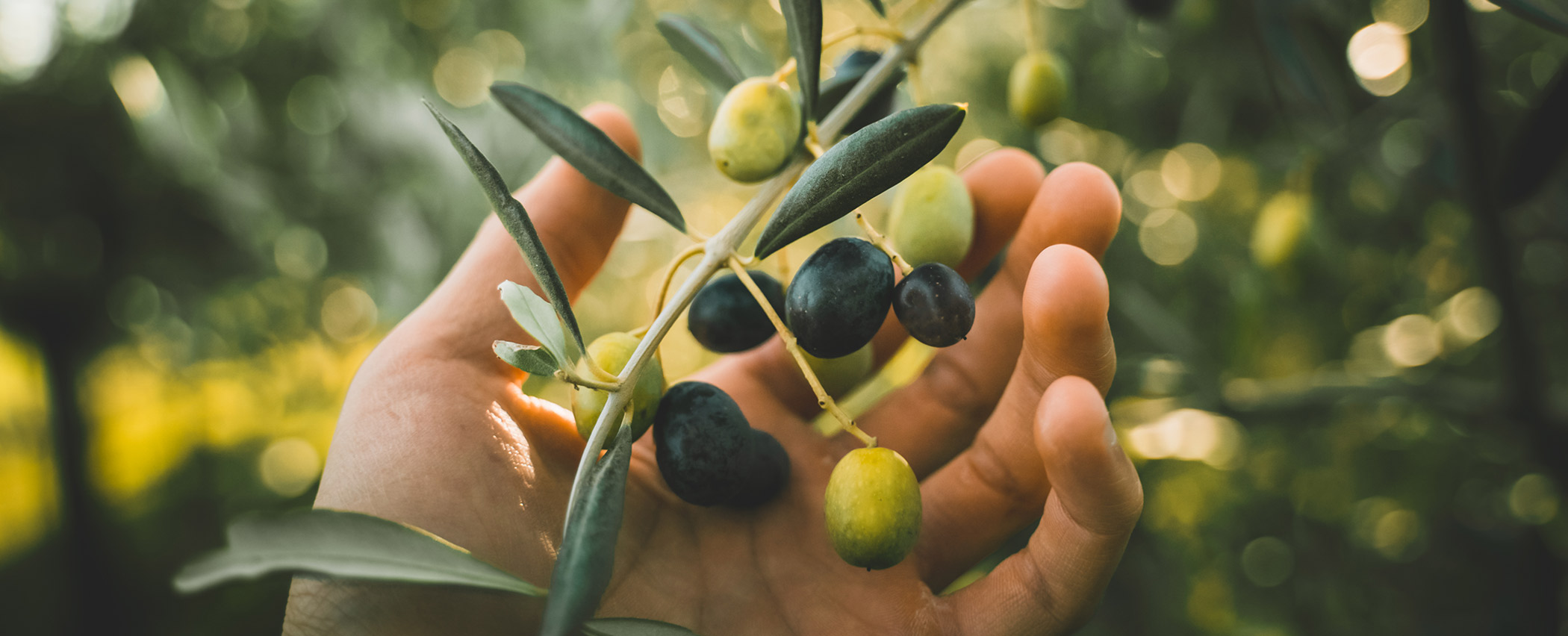 selezione olio cavanna